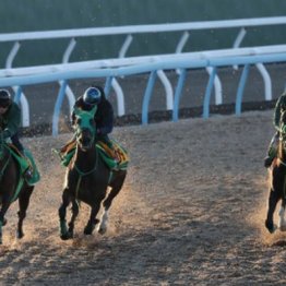 【木津の日曜競馬コラム・シルクロードＳ】