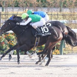 【大谷の日曜競馬コラム・根岸Ｓ】