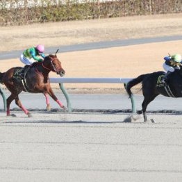 【橘の日曜競馬コラム・根岸Ｓ】