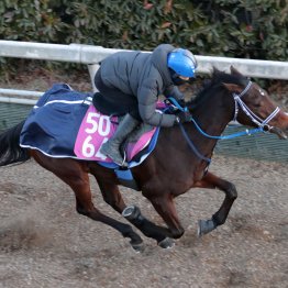 【きさらぎ賞】ウォーターガーベラ前走好走をフロック視は危険と思えるデキの良さ