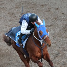 【東京新聞杯】調教マル得チェック①