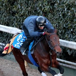 【東京新聞杯】重賞で連続好走　オフトレイル今回も好調を維持