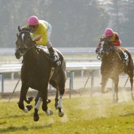 【エルフィンＳ】牝馬の出世レースを勝つのは──。期待が高いキズナ産駒ダノンフェアレディ