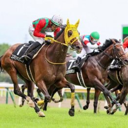 【橘の土曜競馬コラム・早春Ｓ】