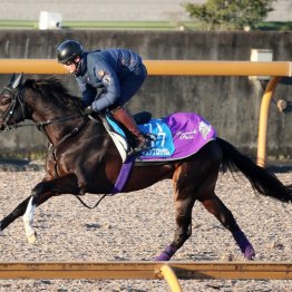 【田中の日曜競馬コラム・東京新聞杯】