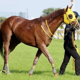 【飯島の日曜競馬コラム・令月Ｓ】