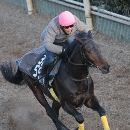 【橘の日曜競馬コラム・きさらぎ賞】