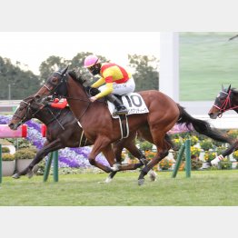 この舞台で新馬勝ち