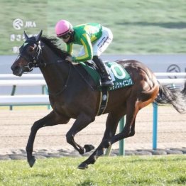 【きさらぎ賞】１番人気サトノシャイニングが３馬身差の快勝