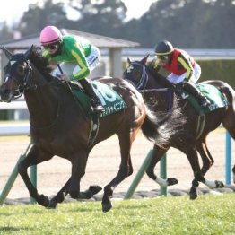 【きさらぎ賞】サトノシャイニング粗削りでも好タイムで３馬身差Ｖ