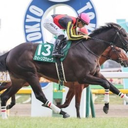 【クイーンＣ】阪神ＪＦの上位馬など素質馬が揃う