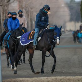 【共同通信杯】マスカレードボール反撃へ態勢整った