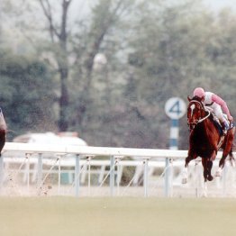 ５歳牝馬オーサムリザルトの無敗８連勝はこんなにも凄かった