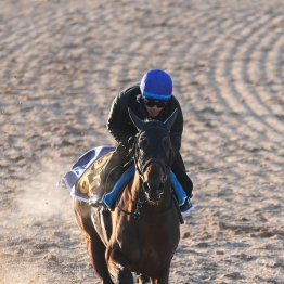 【共同通信杯】カラマティアノス３連勝へ