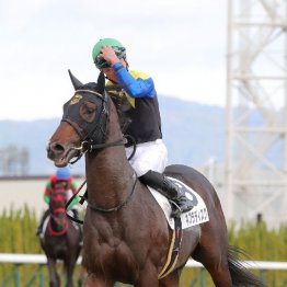 【市川の日曜競馬コラム・共同通信杯】