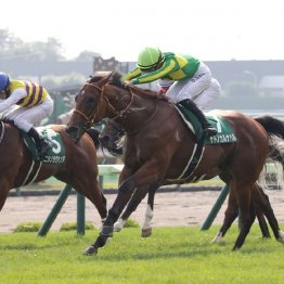 【大谷の日曜競馬コラム・共同通信杯】