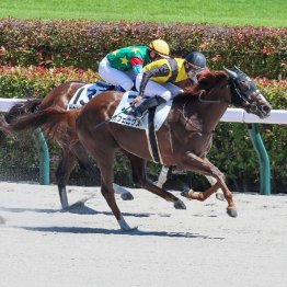 【レスキュー隊の日曜競馬コラム・東京12Ｒ】