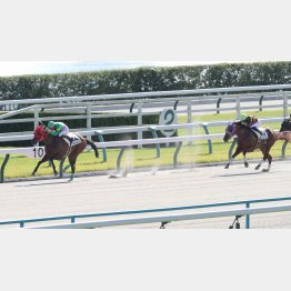 ２走前は完勝だった藤岡推しのタガノミスト