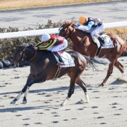 【雲取賞】ジャナドリア無傷の３連勝で重賞初Ｖ