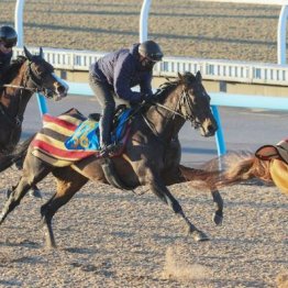 【新居の土曜競馬コラム・ダイヤモンドＳ】