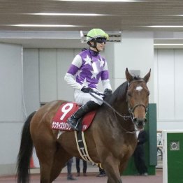 【市川の日曜競馬コラム・フェブラリーＳ】