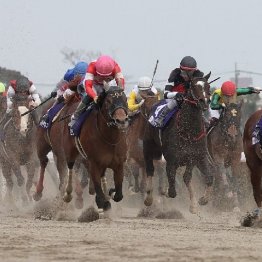 【橘の日曜競馬コラム・フェブラリーＳ】