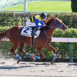 【レスキュー隊の日曜競馬コラム・東京12Ｒ】