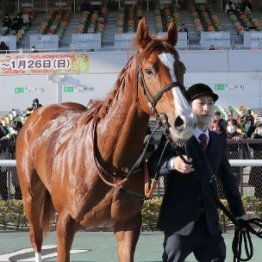 【チューリップ賞】ナムラクララ重賞も突破