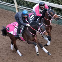 【チューリップ賞】ビップデイジー体を大きく見せて好気配