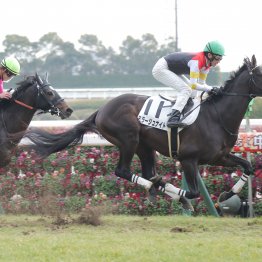 【勝羽の土曜競馬コラム・すみれＳ】