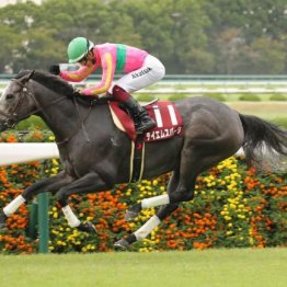 【橘の土曜競馬コラム・オーシャンＳ】