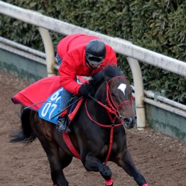 【播磨の日曜競馬コラム・中山記念】