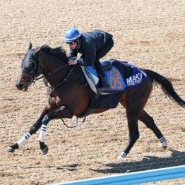 【市川の日曜競馬コラム・中山記念】