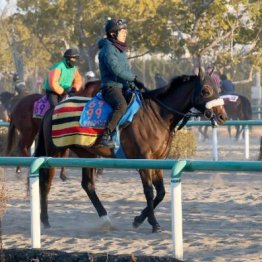 【新居の日曜競馬コラム・中山記念】