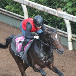 【武田の日曜競馬コラム・チューリップ賞】