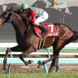 【弥生賞ディープインパクト記念】朝日杯ＦＳ②着馬、若駒Ｓ馬、同舞台でレコード勝ち馬などが参戦