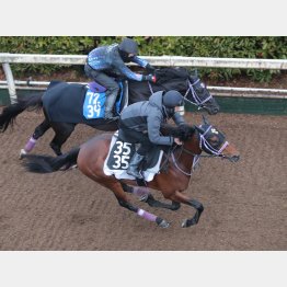 ファウストラーゼンは併せに半馬身先着