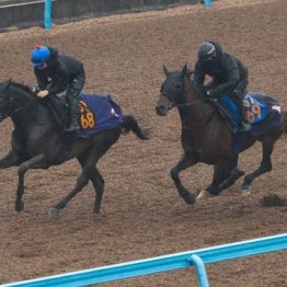 【飯島の日曜競馬コラム・弥生賞ディープインパクト記念】