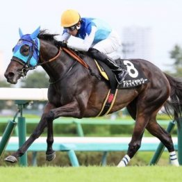 【新居の日曜競馬コラム・湾岸Ｓ】