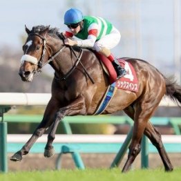 【スプリングＳ】２戦２勝マテンロウバローズなど素質馬が激突