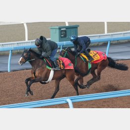 内のライラックと併入したスワローシチー