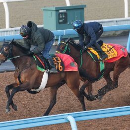 【スプリングＳ】ニホンピロデヴィンいつも通りの半マイル追いで好調保つ