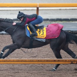 【金鯱賞】調教マル得チェック①