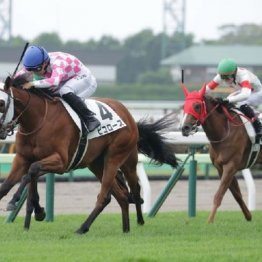 【大谷の土曜競馬コラム・アネモネＳ】