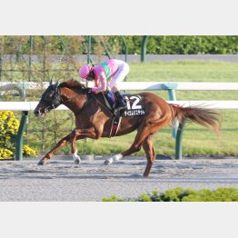 ３走前は強い競馬