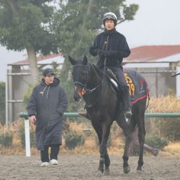 【新居の日曜競馬コラム・スプリングＳ】