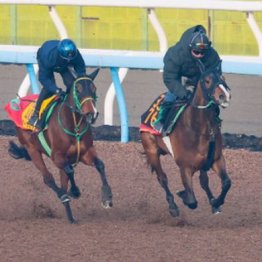 【大谷の日曜競馬コラム・スプリングＳ】