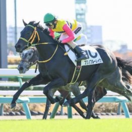 【武田の日曜競馬コラム・スプリングＳ】