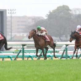 雨馬場が勝負の分かれ目！？　スプリングＳ上位３頭の父に共通していたのは