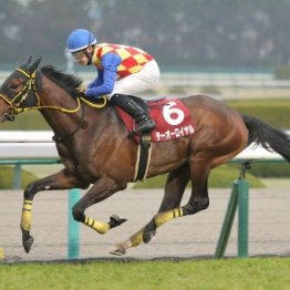 【阪神大賞典】昨年の宝塚記念馬ブローザホーンが復権を目指す